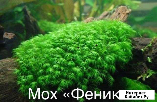 Аквариумные растения Улан-Удэ - изображение 1