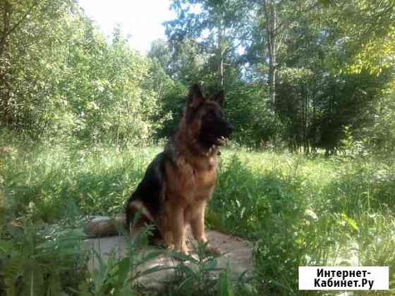 Немецкая овчарка д/ш Тверь
