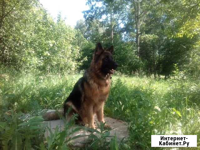 Немецкая овчарка д/ш Тверь - изображение 1