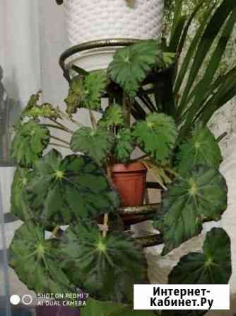 Бегония Пенза