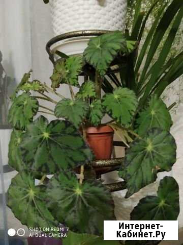 Бегония Пенза - изображение 1