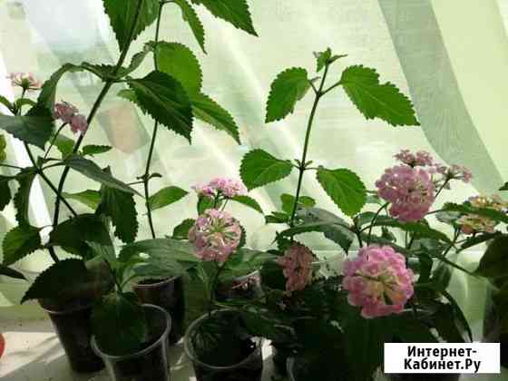 Лантана камара Екатеринбург