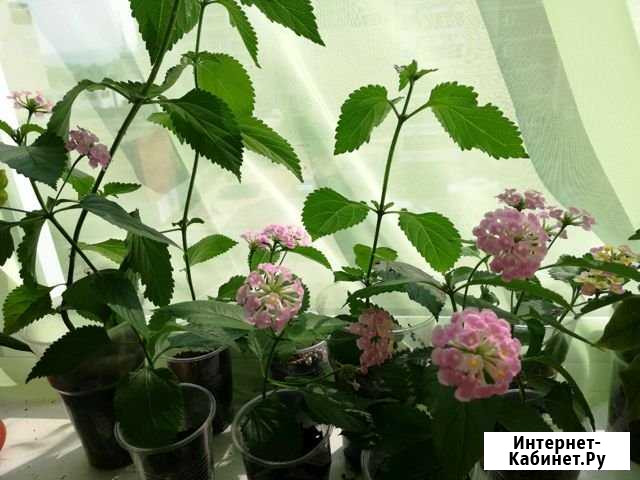 Лантана камара Екатеринбург - изображение 1