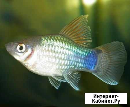 Пецилия неоновая Железногорск - изображение 1