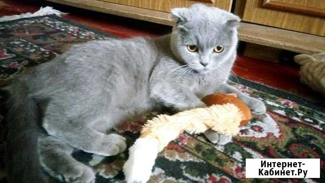 Кошка Новочеркасск - изображение 1