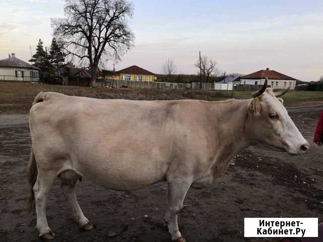 Корова Урюпинск - изображение 1