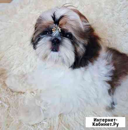 Прекрасные девочки Шит цу Ростов-на-Дону