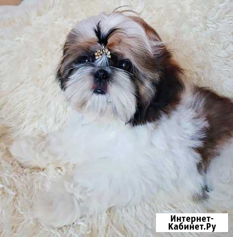 Прекрасные девочки Шит цу Ростов-на-Дону - изображение 1