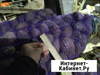 Картофель сорт Манифест Линда - изображение 1