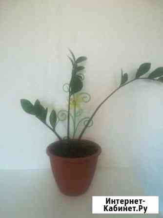 Комнатные растения Новокузнецк