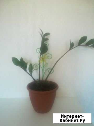 Комнатные растения Новокузнецк - изображение 1