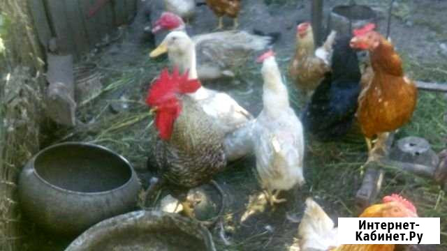 Петухи породы Амрокс Михайловка - изображение 1