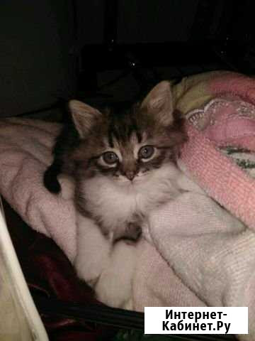 Котята в дар Москва - изображение 1