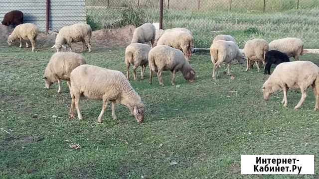 Продам, с связис переездом, отара 46 голов, береме Тольятти - изображение 1