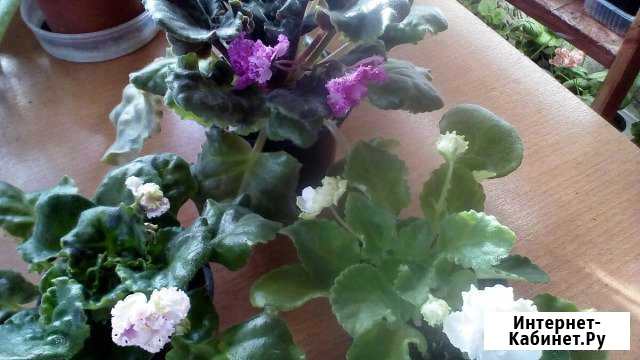 Цветы домашние фиалки и др Ильинка - изображение 1