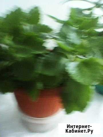 Коланхое Котлас - изображение 1