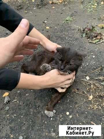 Кот вислоухий Алейск - изображение 1