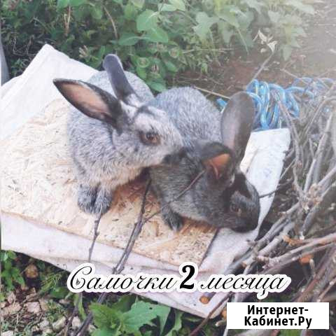 Полтавское серебро, 2 линии Воронеж - изображение 1