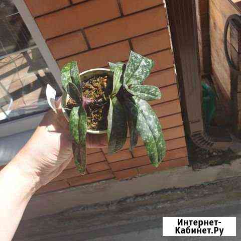 Paphiopedilum bellatulum орхидея башмак Минеральные Воды