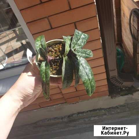 Paphiopedilum bellatulum орхидея башмак Минеральные Воды - изображение 1
