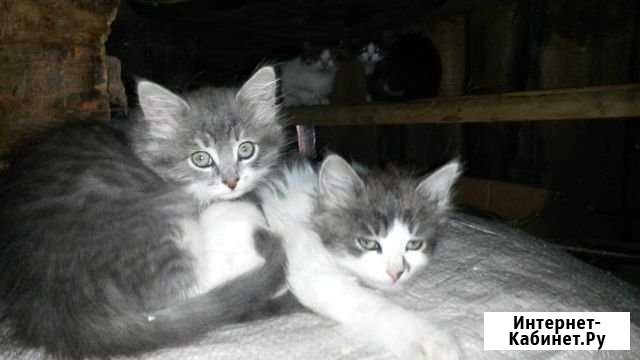 Отдам котят (мальчиков) Ново-Талицы - изображение 1