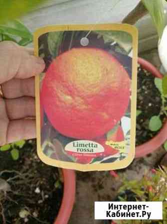 Лиметта Россо Рангпур Тольятти