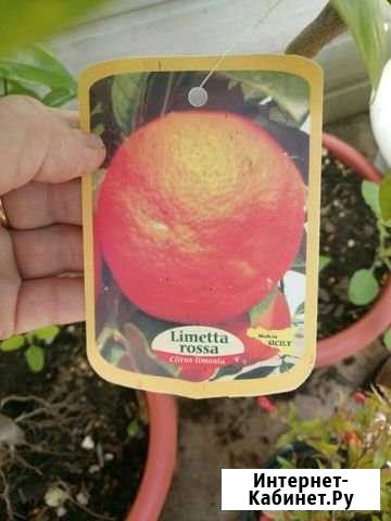 Лиметта Россо Рангпур Тольятти - изображение 1