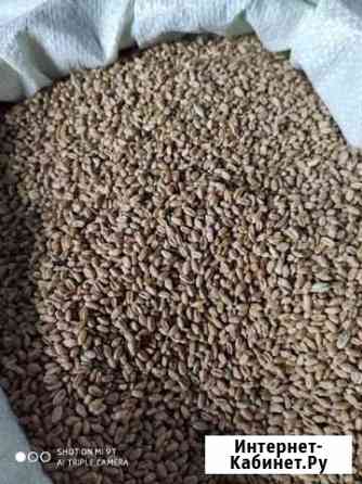 Пшеница ячмень Брянск