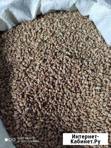 Пшеница ячмень Брянск - изображение 1