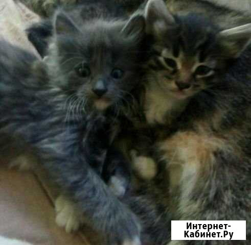 Котята Плавск - изображение 1