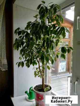 Фикус Владимир