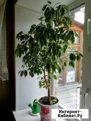 Фикус Владимир - изображение 1