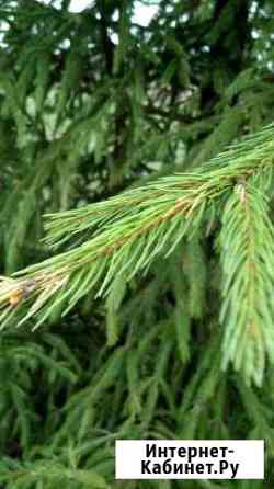 Участок 2.6 га (СНТ, ДНП) Казань