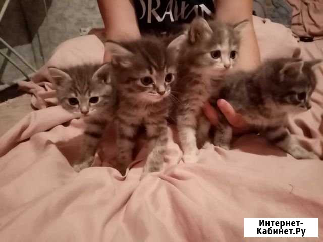 Отдам котят Ирбит - изображение 1