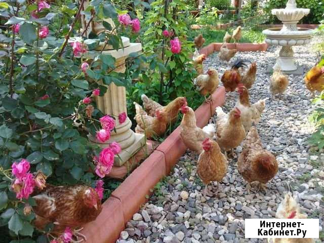 Куры мини мясные 1.5 г Ново-Талицы - изображение 1