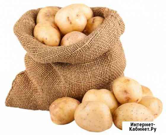 Картофель свежий Сыктывкар