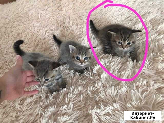 Котята один кот и две кошки Звенигород - изображение 1