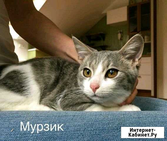 Котята Сергиев Посад - изображение 1