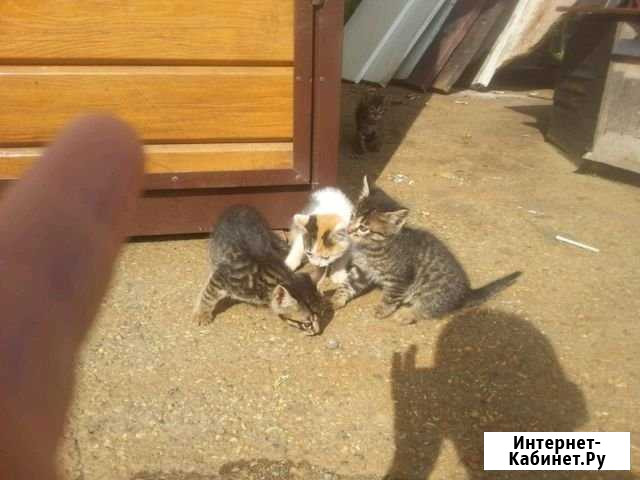 Котята Невинномысск - изображение 1