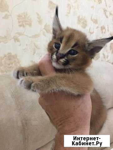Котята Пятигорск - изображение 1