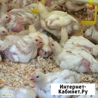 Бройлер месячный Пермь - изображение 1
