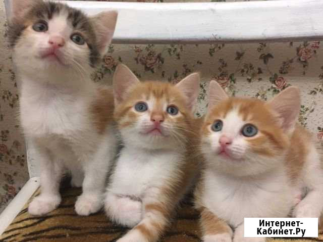 Котята Белорецк - изображение 1