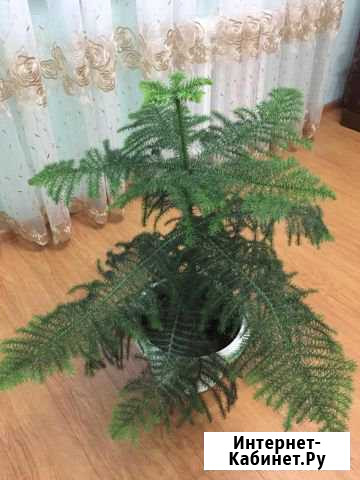 Шикарная Араукария Находка - изображение 1