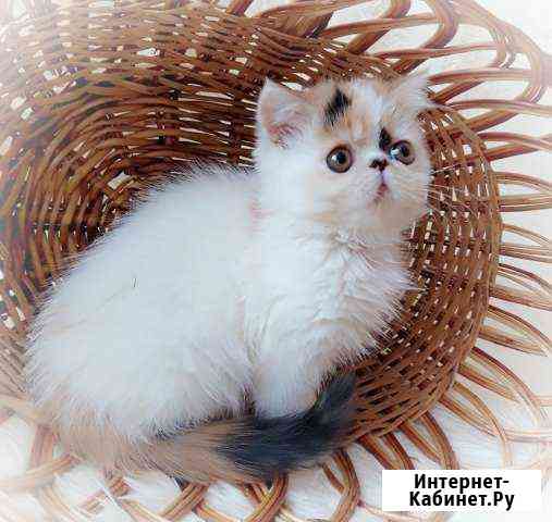 Экзоты Курск