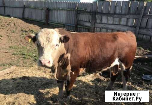 Бык казахской белоголовой породы Татарская Каргала - изображение 1