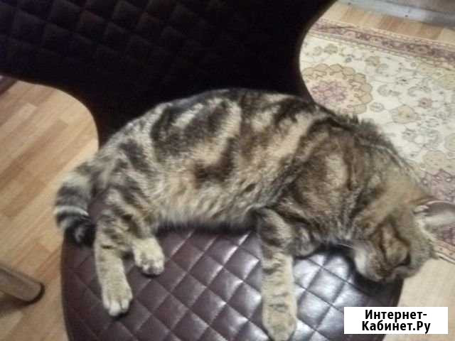 Отдам кошку Тында - изображение 1