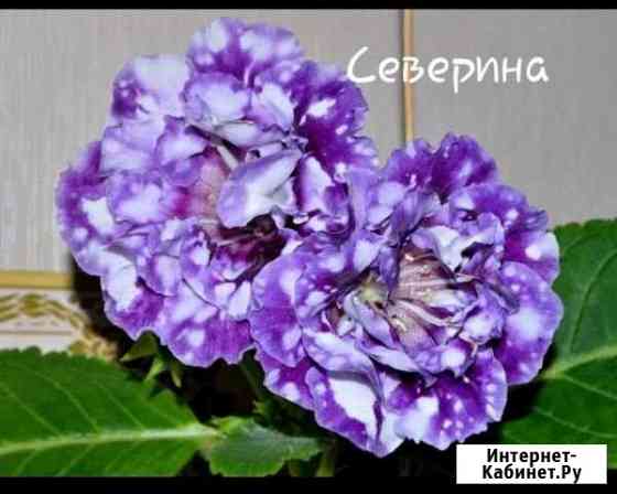 Глоксиния Сызрань