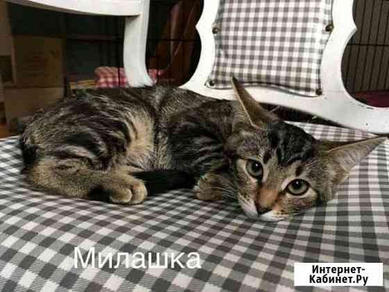 Котята Сергиев Посад
