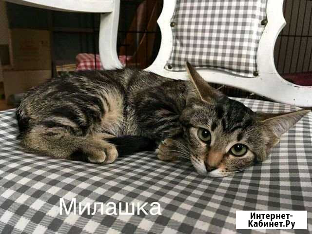 Котята Сергиев Посад - изображение 1