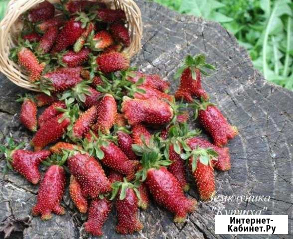 Земклуника Купчиха Майма - изображение 1